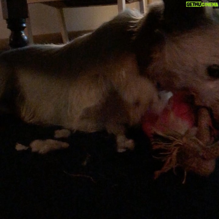Jane Hall Instagram - That’s $19 bucks I’ll never see again. She had the squeaker out of it in 7 minutes. My beanie never stood a chance.