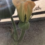 Jane Hall Instagram - Guys, I’m growing an actual PUMPKIN. I’m not even joking. I really thought there would be a pumpkin emoji, but not to worry. Maybe if more people were crazily obsessed with pumpkin vines, then there would be.