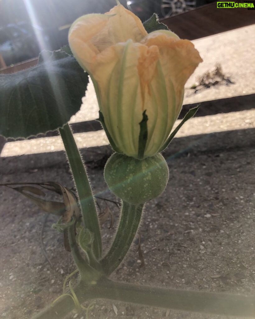 Jane Hall Instagram - Guys, I’m growing an actual PUMPKIN. I’m not even joking. I really thought there would be a pumpkin emoji, but not to worry. Maybe if more people were crazily obsessed with pumpkin vines, then there would be.