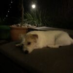 Jane Hall Instagram - Betty says goodnight. Have a great week, all of you ❤️