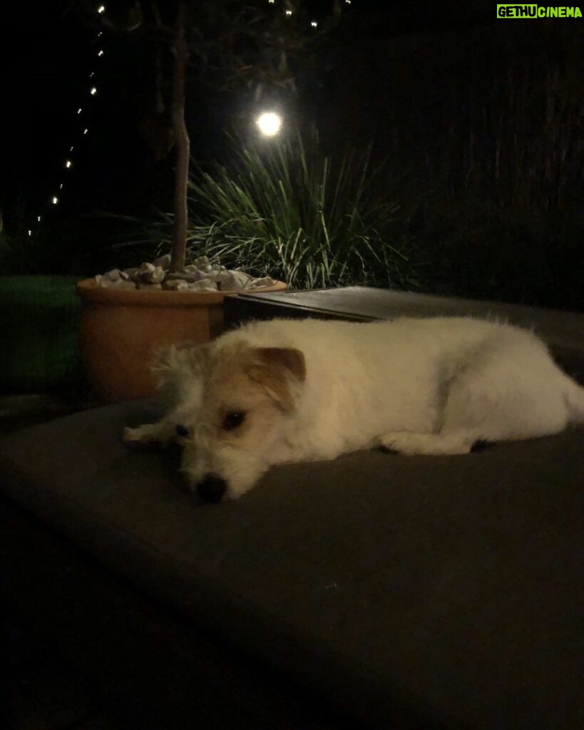 Jane Hall Instagram - Betty says goodnight. Have a great week, all of you ❤️