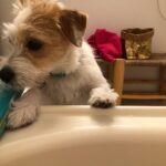 Jane Hall Instagram - Me: look, is it too much to ask for some alone-time in the tub with my book? Betty: *looks affronted.* Proceeds to drink bath water.