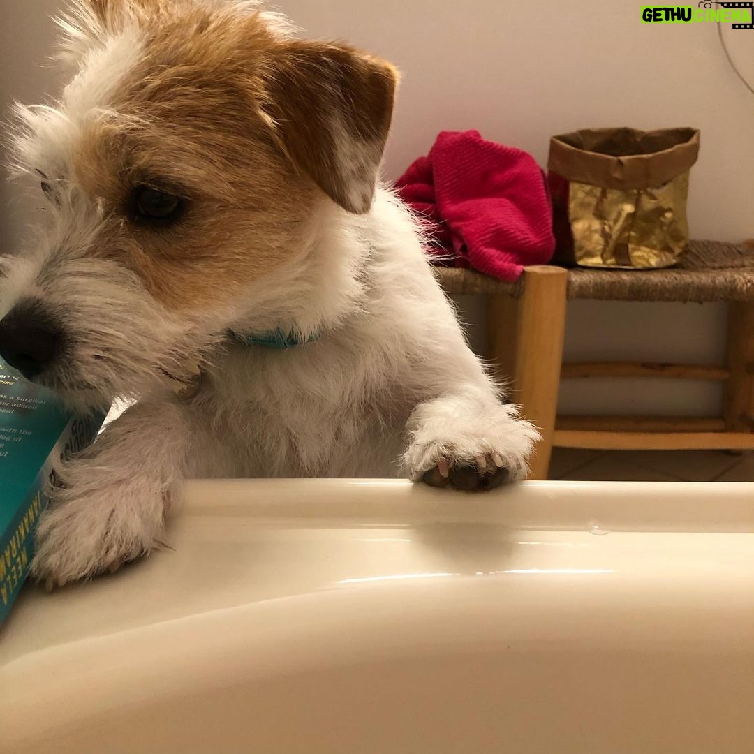 Jane Hall Instagram - Me: look, is it too much to ask for some alone-time in the tub with my book? Betty: *looks affronted.* Proceeds to drink bath water.