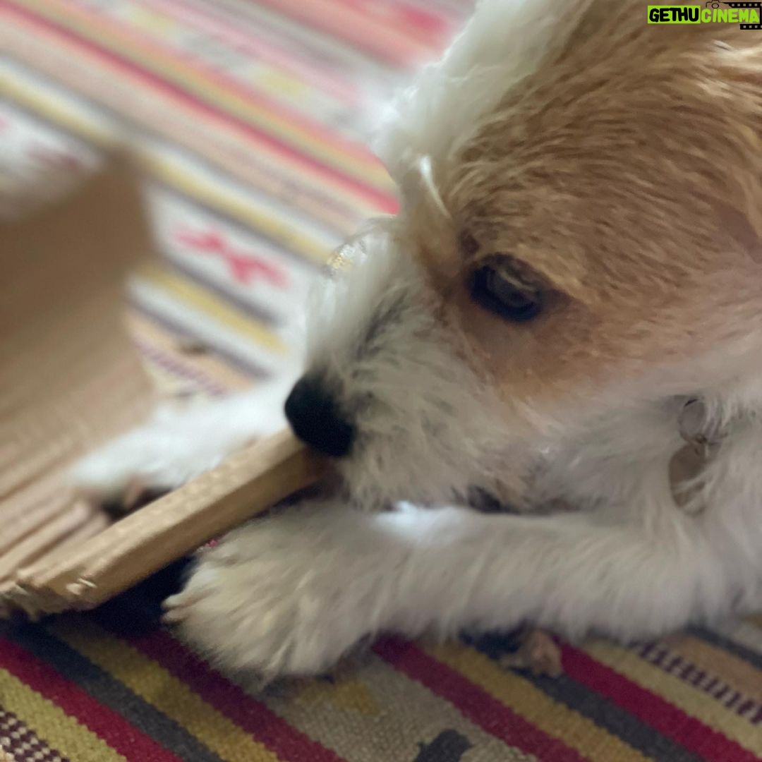 Jane Hall Instagram - Betty spam…. She’s off to a doggie retreat while I’m at the Logies. Will probably never eat her dry food again. Anyhoo…. Have a great weekend peeps!! 🐶❤️🐶❤️ pic credit to my dearest cousin Jocey. Have a look at her cups. @myordercup They are unreal. Xxx