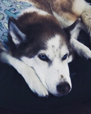 Janet Varney Instagram - Finally feel ready to share that we had to say goodbye to our queen Whitley. She was often described by strangers as “the sweetest/most chill husky” they’d ever met. She made us laugh & she loved Jasper fiercely w/her whole heart. Thx @themisadventuresofpigpen for the last 2 dog park shots here.❤️💙💜