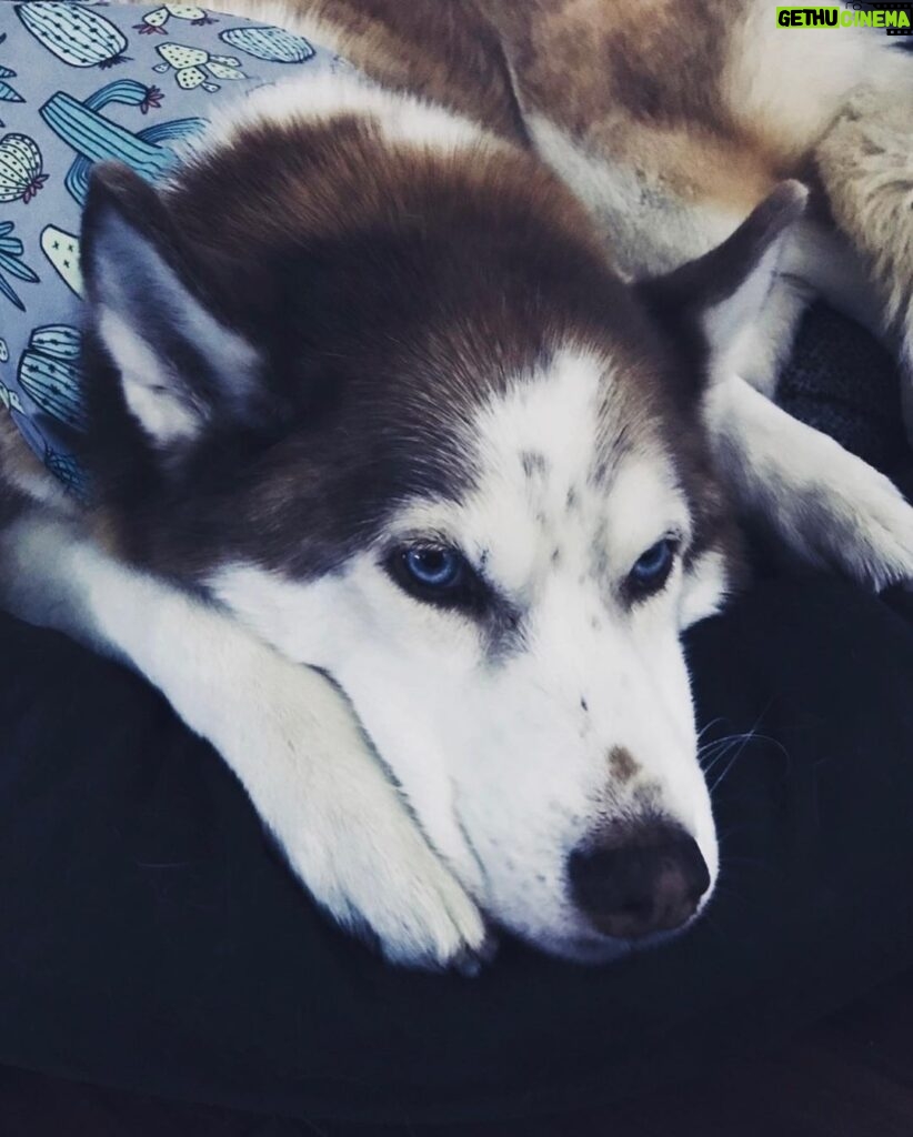 Janet Varney Instagram - Finally feel ready to share that we had to say goodbye to our queen Whitley. She was often described by strangers as “the sweetest/most chill husky” they’d ever met. She made us laugh & she loved Jasper fiercely w/her whole heart. Thx @themisadventuresofpigpen for the last 2 dog park shots here.❤️💙💜