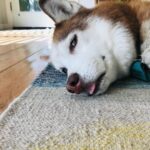 Janet Varney Instagram – Finally feel ready to share that we had to say goodbye to our queen Whitley. She was often described by strangers as “the sweetest/most chill husky” they’d ever met. She made us laugh & she loved Jasper fiercely w/her whole heart. Thx @themisadventuresofpigpen for the last 2 dog park shots here.❤️💙💜
