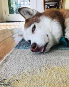 Janet Varney Instagram - Finally feel ready to share that we had to say goodbye to our queen Whitley. She was often described by strangers as “the sweetest/most chill husky” they’d ever met. She made us laugh & she loved Jasper fiercely w/her whole heart. Thx @themisadventuresofpigpen for the last 2 dog park shots here.❤️💙💜