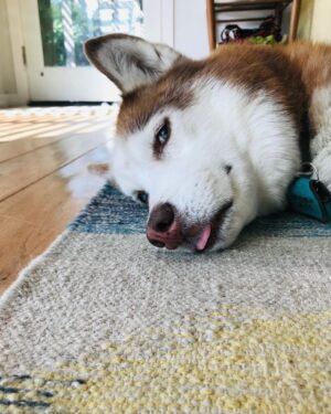 Janet Varney Instagram - Finally feel ready to share that we had to say goodbye to our queen Whitley. She was often described by strangers as “the sweetest/most chill husky” they’d ever met. She made us laugh & she loved Jasper fiercely w/her whole heart. Thx @themisadventuresofpigpen for the last 2 dog park shots here.❤️💙💜