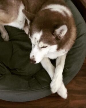 Janet Varney Instagram - Finally feel ready to share that we had to say goodbye to our queen Whitley. She was often described by strangers as “the sweetest/most chill husky” they’d ever met. She made us laugh & she loved Jasper fiercely w/her whole heart. Thx @themisadventuresofpigpen for the last 2 dog park shots here.❤️💙💜
