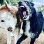 Janet Varney Instagram – Finally feel ready to share that we had to say goodbye to our queen Whitley. She was often described by strangers as “the sweetest/most chill husky” they’d ever met. She made us laugh & she loved Jasper fiercely w/her whole heart. Thx @themisadventuresofpigpen for the last 2 dog park shots here.❤️💙💜
