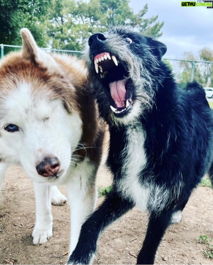 Janet Varney Instagram - Finally feel ready to share that we had to say goodbye to our queen Whitley. She was often described by strangers as “the sweetest/most chill husky” they’d ever met. She made us laugh & she loved Jasper fiercely w/her whole heart. Thx @themisadventuresofpigpen for the last 2 dog park shots here.❤️💙💜