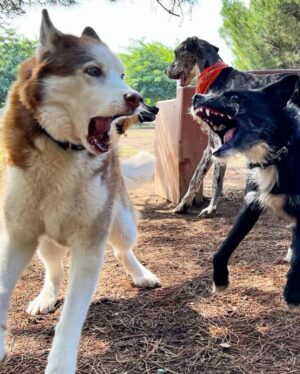 Janet Varney Instagram - Finally feel ready to share that we had to say goodbye to our queen Whitley. She was often described by strangers as “the sweetest/most chill husky” they’d ever met. She made us laugh & she loved Jasper fiercely w/her whole heart. Thx @themisadventuresofpigpen for the last 2 dog park shots here.❤️💙💜