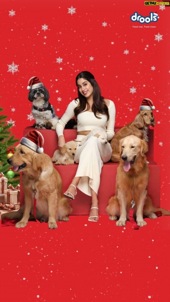 Janhvi Kapoor Instagram - Drools & @janhvikapoor wish you and your furry friends a Merry Christmas! 🎅🏻🎄❄️ Let’s make this holiday season a feast of happiness, where every bowl is filled with love and nutritious delights from Drools 😍🐾 #droolsindia #pets #christmas #holidays #feedrealfeedclean #drools