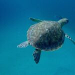 Jannik Schümann Instagram - 🐢🥺 #wreckdiving #myheartwillgoon #whereisjack #livingmyariellemoment #partofyourworld Aruba