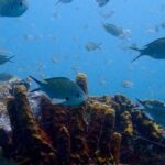 Jannik Schümann Instagram - 🐢🥺 #wreckdiving #myheartwillgoon #whereisjack #livingmyariellemoment #partofyourworld Aruba
