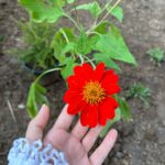 Jarinporn Joonkiat Instagram – 🧺🌷 My @baan.429 is now gardening!