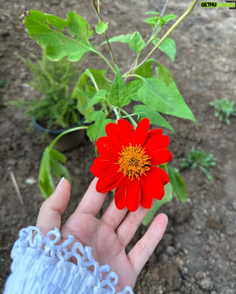 Jarinporn Joonkiat Instagram - 🧺🌷 My @baan.429 is now gardening!