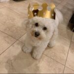 Jason Ian Drucker Instagram – king 💩