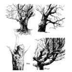 Jason Latour Instagram - More studies of trees. Swipe for a better look. 👈 For comics and more join my NEWSLETTER at the link in bio. #lifedrawing #trees #tree #sketchbook #comics #cartoonist