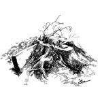 Jason Latour Instagram - A tree stump I drew before the plague. For comics and more join my NEWSLETTER at the link in bio. #lifedrawing #comics #comicbooks #trees #cartoonist