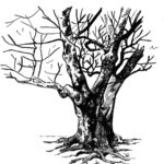 Jason Latour Instagram - More studies of trees. Swipe for a better look. 👈 For comics and more join my NEWSLETTER at the link in bio. #lifedrawing #trees #tree #sketchbook #comics #cartoonist