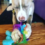 Jason Miller Instagram – Take a moment out and enjoy Bricktop noshing on his little pony. Mayhem Miller Industries, LLC