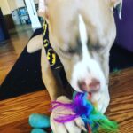 Jason Miller Instagram – Take a moment out and enjoy Bricktop noshing on his little pony. Mayhem Miller Industries, LLC