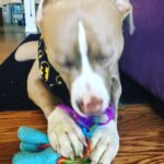 Jason Miller Instagram – Take a moment out and enjoy Bricktop noshing on his little pony. Mayhem Miller Industries, LLC