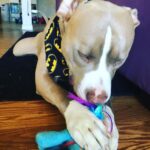 Jason Miller Instagram – Take a moment out and enjoy Bricktop noshing on his little pony. Mayhem Miller Industries, LLC