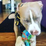 Jason Miller Instagram – Take a moment out and enjoy Bricktop noshing on his little pony. Mayhem Miller Industries, LLC