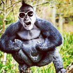 Jason Miller Instagram – WE NOT ON #DEATHSQUAD BUT MY PODCAST KILLS YOUR EARHOLES https://itunes.apple.com/us/podcast/mayhem-podcast/id1221242093?mt=2&i=1000386188497