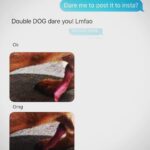 Jason Miller Instagram - My sister, Megan, double dog dared me to post a pic of my Mom's Weiner dogs' first BONER.