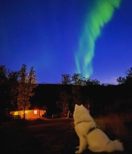 Jasper Pääkkönen Instagram - Phone shots with 3sec shutter. Awesome aurora borealis on the northern sky last night. #auroraborealis #northernlights #revontulet #samoyed