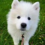 Jasper Pääkkönen Instagram – Meet our new family member & my new flyfishing buddy Taiga! I won’t flood my page with puppy photos so she now has a page for all dog loving people to follow: @talesoftaiga 
#samoyedpuppy #samoyed #samoyedsofinstagram