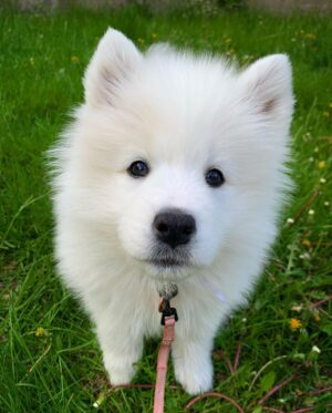 Jasper Pääkkönen Instagram - Meet our new family member & my new flyfishing buddy Taiga! I won’t flood my page with puppy photos so she now has a page for all dog loving people to follow: @talesoftaiga 
#samoyedpuppy #samoyed #samoyedsofinstagram