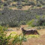 Jasper Pääkkönen Instagram - Hello!! As we were leaving @ecocamp to continue our Patagonia journey we spotted this gorgeous lady (I believe it’s a she - someone confirm?) just casually walking in the tall grass. A breathtaking 10 minutes spent taking photos and admiring her grace. She didn’t mind us, not even my ”heeeere, kitty kitty kitty” call. Torres Del Paine ❤️ #patagonia #puma #torresdelpainenationalpark #🇨🇱 Parque Nacional Torres del Paine