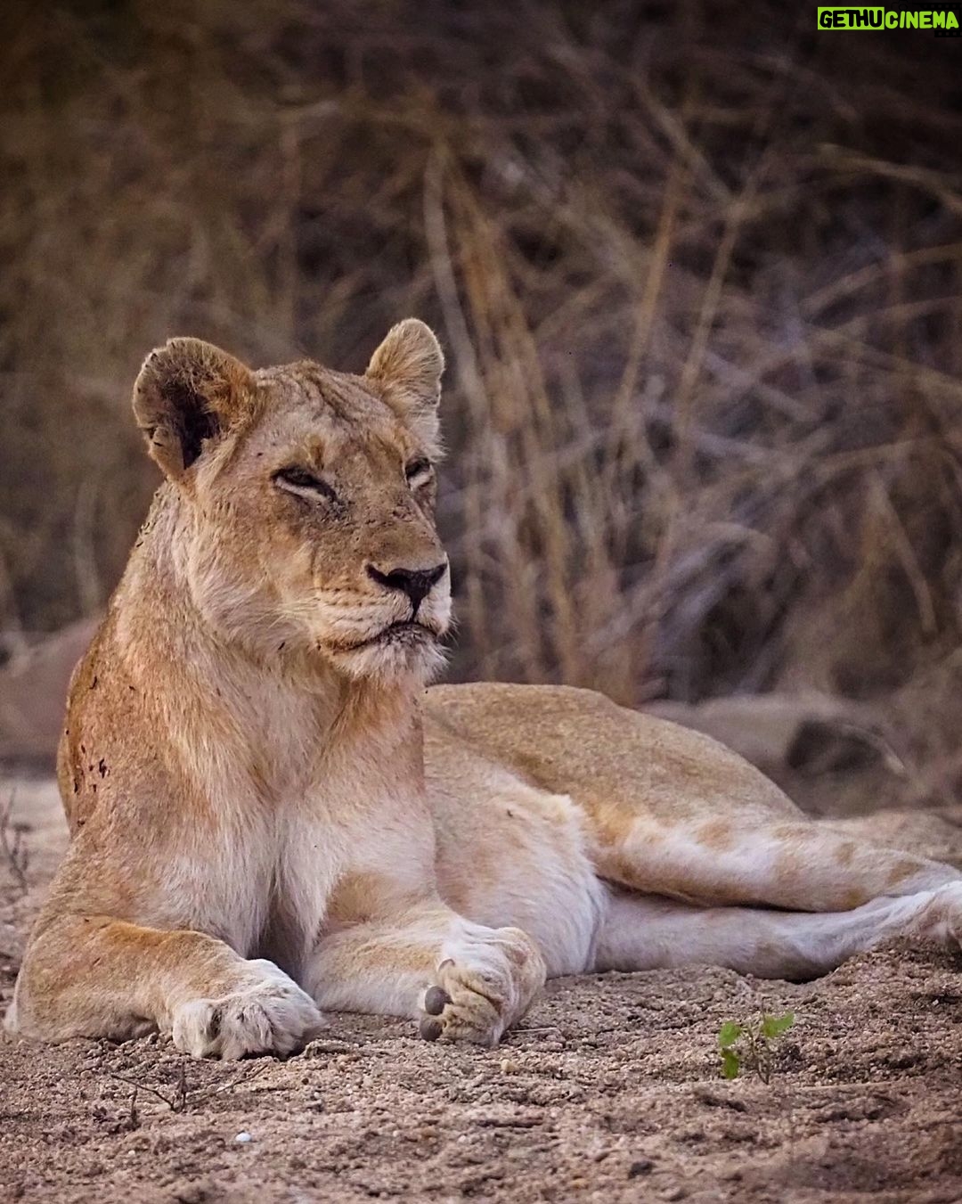 Jasper Pääkkönen Instagram - Last batch of my photos from our safari trip to @ulusabagamereserve in Kruger National Park, South Africa. These animals are alive and able to freely roam the Kruger park mainly because they are protected from poachers by armed anti-poaching units, who in turn are mainly funded with the money generated by safari tourism. #wildaid #krugernationalpark #ulusaba #roarafrica #vletravels #shootwithcamerasnotwithguns #olympussuomi Ulusaba- Sir Richard Branson's Private Game Reserve