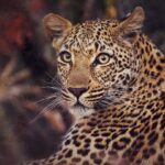 Jasper Pääkkönen Instagram – Learning how to take wildlife photos on @romakinla’s kickass birthday trip to @ulusabagamereserve in Kruger National Park, South Africa. Amazingly intimate moments with these magnificent animals. More to come in stories tomorrow, stay tuned. #safari #krugernationalpark #ulusaba #olympussuomi #discover_earth #savetherhino #wildaid #roarafrica Ulusaba Safari Lodge