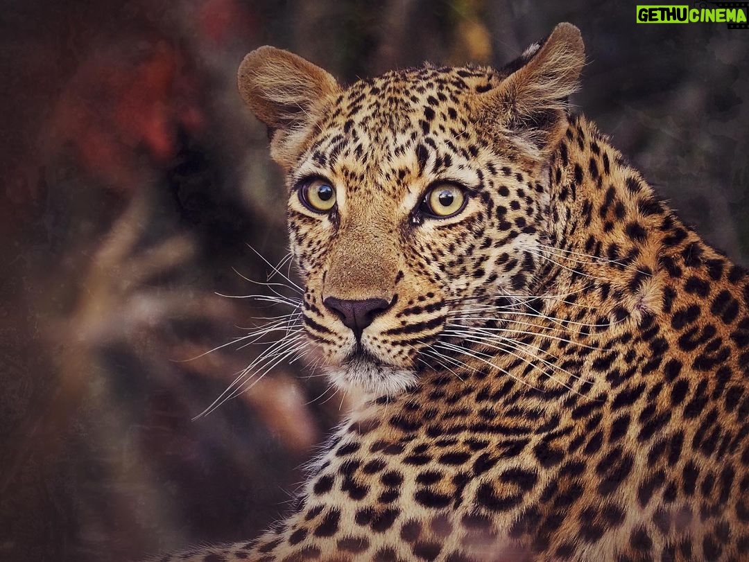 Jasper Pääkkönen Instagram - Learning how to take wildlife photos on @romakinla’s kickass birthday trip to @ulusabagamereserve in Kruger National Park, South Africa. Amazingly intimate moments with these magnificent animals. More to come in stories tomorrow, stay tuned. #safari #krugernationalpark #ulusaba #olympussuomi #discover_earth #savetherhino #wildaid #roarafrica Ulusaba Safari Lodge