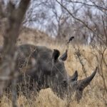Jasper Pääkkönen Instagram - Today is #WorldRhinoDay. I was lucky enough to take photos of these white rhinos this past week in @ulusabagamereserve , Kruger National Park, South Africa. There are an estimated 17,212 to 18,915 white rhinos left, but in Africa, criminals killed more than 1,100 rhinos last year. And what is more disturbing, there are only 65-68 Javan rhinos and less than 80 Sumatran rhinos left in the wild. A quick Google search reveals some sad facts about rhinos that are illegally hunted and killed for their horns. According to The Guardian, ”the black market value of one kilogram (of rhino horn) is said to be USD 100,000—more than the price of platinum". Firstpost.com writes about World Rhino Day: "From treating cancer and erectile dysfunction to managing hangovers, the horns of endangered wild rhinoceros are widely used as a medical cure-all in parts of Asia. A new Danish-Vietnamese study from the University of Copenhagen uncovers new reasons for why Vietnamese consumers buy illegal rhino horn," a press release on the study said. "For us, the surprising trend is that horn is increasingly being used as a symbolic gesture to console terminally ill family members. The horns are intended to provide the ill with a final source of pleasure and to demonstrate that their families have done everything possible to help them”. The rhino horn is also used for treating hangovers and as a status symbol in business relations. Spreading awareness is crucial for the survival of the species. Please participate in protecting these majestic animals through organizations like @wildaid. #wildaid