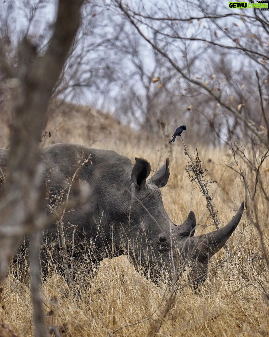 Jasper Pääkkönen Instagram - Today is #WorldRhinoDay. I was lucky enough to take photos of these white rhinos this past week in @ulusabagamereserve , Kruger National Park, South Africa. There are an estimated 17,212 to 18,915 white rhinos left, but in Africa, criminals killed more than 1,100 rhinos last year. And what is more disturbing, there are only 65-68 Javan rhinos and less than 80 Sumatran rhinos left in the wild. A quick Google search reveals some sad facts about rhinos that are illegally hunted and killed for their horns. According to The Guardian, ”the black market value of one kilogram (of rhino horn) is said to be USD 100,000—more than the price of platinum". Firstpost.com writes about World Rhino Day: "From treating cancer and erectile dysfunction to managing hangovers, the horns of endangered wild rhinoceros are widely used as a medical cure-all in parts of Asia. A new Danish-Vietnamese study from the University of Copenhagen uncovers new reasons for why Vietnamese consumers buy illegal rhino horn," a press release on the study said. "For us, the surprising trend is that horn is increasingly being used as a symbolic gesture to console terminally ill family members. The horns are intended to provide the ill with a final source of pleasure and to demonstrate that their families have done everything possible to help them”. The rhino horn is also used for treating hangovers and as a status symbol in business relations. Spreading awareness is crucial for the survival of the species. Please participate in protecting these majestic animals through organizations like @wildaid. #wildaid