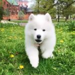 Jasper Pääkkönen Instagram – Meet our new family member & my new flyfishing buddy Taiga! I won’t flood my page with puppy photos so she now has a page for all dog loving people to follow: @talesoftaiga 
#samoyedpuppy #samoyed #samoyedsofinstagram