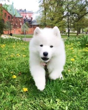 Jasper Pääkkönen Instagram - Meet our new family member & my new flyfishing buddy Taiga! I won’t flood my page with puppy photos so she now has a page for all dog loving people to follow: @talesoftaiga 
#samoyedpuppy #samoyed #samoyedsofinstagram