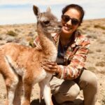 Jasper Pääkkönen Instagram – Swipe for videos 👉🏼 Back to our road trip in Patagonia a few weeks ago! As we were driving from Chile to El Calafate and on to @jurassiclake lodge we saw something move on the side of the dirt road. A cute creature was struggling to get up on it’s feet. We got out of the car, saw it was a newborn guanaco lying next to it’s own placenta, and helped him up. At first it seemed a bit scared, but after a minute or two it clearly started getting attached to us wanting our attention. We weren’t quite ready to become parents to a guanaco so we drove off to see if it’s parents would return, and after a short moment they ran to him for what seemed like a happy reunion. One of the unexpected highlights of the trip. #jurassiclake #guanaco #elcalafate #patagoniaargentina