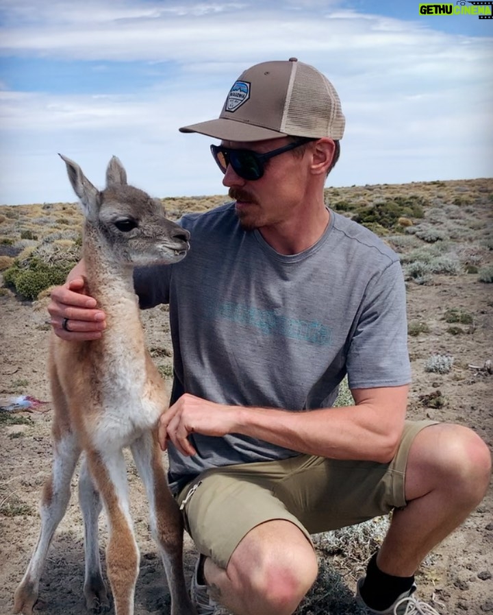 Jasper Pääkkönen Instagram - Swipe for videos 👉🏼 Back to our road trip in Patagonia a few weeks ago! As we were driving from Chile to El Calafate and on to @jurassiclake lodge we saw something move on the side of the dirt road. A cute creature was struggling to get up on it’s feet. We got out of the car, saw it was a newborn guanaco lying next to it’s own placenta, and helped him up. At first it seemed a bit scared, but after a minute or two it clearly started getting attached to us wanting our attention. We weren’t quite ready to become parents to a guanaco so we drove off to see if it’s parents would return, and after a short moment they ran to him for what seemed like a happy reunion. One of the unexpected highlights of the trip. #jurassiclake #guanaco #elcalafate #patagoniaargentina