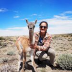 Jasper Pääkkönen Instagram – Swipe for videos 👉🏼 Back to our road trip in Patagonia a few weeks ago! As we were driving from Chile to El Calafate and on to @jurassiclake lodge we saw something move on the side of the dirt road. A cute creature was struggling to get up on it’s feet. We got out of the car, saw it was a newborn guanaco lying next to it’s own placenta, and helped him up. At first it seemed a bit scared, but after a minute or two it clearly started getting attached to us wanting our attention. We weren’t quite ready to become parents to a guanaco so we drove off to see if it’s parents would return, and after a short moment they ran to him for what seemed like a happy reunion. One of the unexpected highlights of the trip. #jurassiclake #guanaco #elcalafate #patagoniaargentina