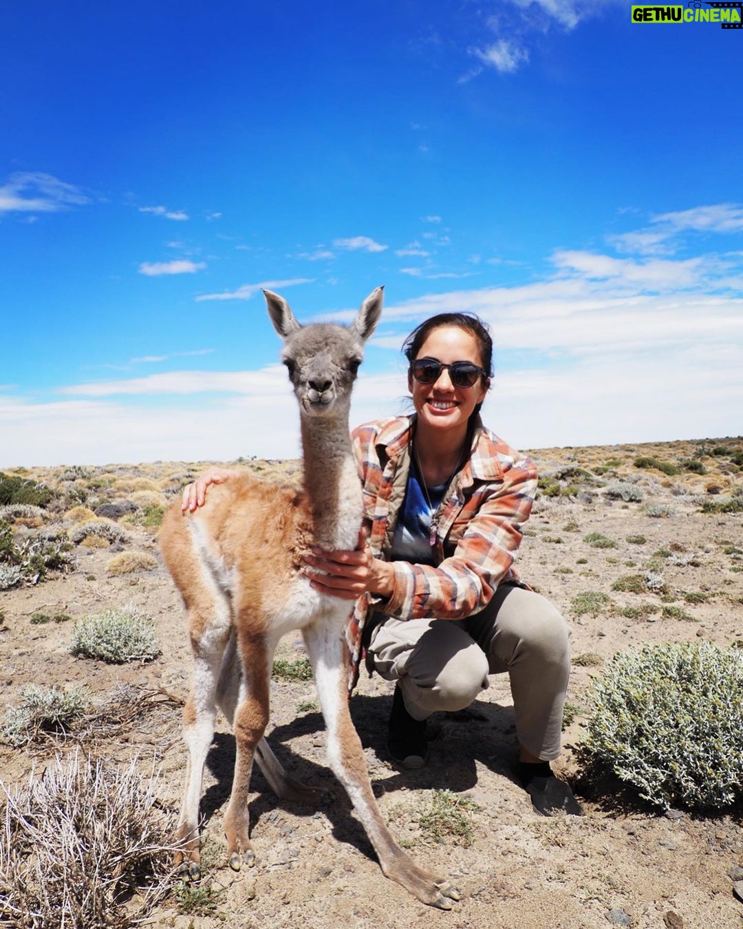 Jasper Pääkkönen Instagram - Swipe for videos 👉🏼 Back to our road trip in Patagonia a few weeks ago! As we were driving from Chile to El Calafate and on to @jurassiclake lodge we saw something move on the side of the dirt road. A cute creature was struggling to get up on it’s feet. We got out of the car, saw it was a newborn guanaco lying next to it’s own placenta, and helped him up. At first it seemed a bit scared, but after a minute or two it clearly started getting attached to us wanting our attention. We weren’t quite ready to become parents to a guanaco so we drove off to see if it’s parents would return, and after a short moment they ran to him for what seemed like a happy reunion. One of the unexpected highlights of the trip. #jurassiclake #guanaco #elcalafate #patagoniaargentina