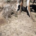 Jasper Pääkkönen Instagram – Swipe for videos 👉🏼 Back to our road trip in Patagonia a few weeks ago! As we were driving from Chile to El Calafate and on to @jurassiclake lodge we saw something move on the side of the dirt road. A cute creature was struggling to get up on it’s feet. We got out of the car, saw it was a newborn guanaco lying next to it’s own placenta, and helped him up. At first it seemed a bit scared, but after a minute or two it clearly started getting attached to us wanting our attention. We weren’t quite ready to become parents to a guanaco so we drove off to see if it’s parents would return, and after a short moment they ran to him for what seemed like a happy reunion. One of the unexpected highlights of the trip. #jurassiclake #guanaco #elcalafate #patagoniaargentina