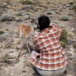 Jasper Pääkkönen Instagram – Swipe for videos 👉🏼 Back to our road trip in Patagonia a few weeks ago! As we were driving from Chile to El Calafate and on to @jurassiclake lodge we saw something move on the side of the dirt road. A cute creature was struggling to get up on it’s feet. We got out of the car, saw it was a newborn guanaco lying next to it’s own placenta, and helped him up. At first it seemed a bit scared, but after a minute or two it clearly started getting attached to us wanting our attention. We weren’t quite ready to become parents to a guanaco so we drove off to see if it’s parents would return, and after a short moment they ran to him for what seemed like a happy reunion. One of the unexpected highlights of the trip. #jurassiclake #guanaco #elcalafate #patagoniaargentina